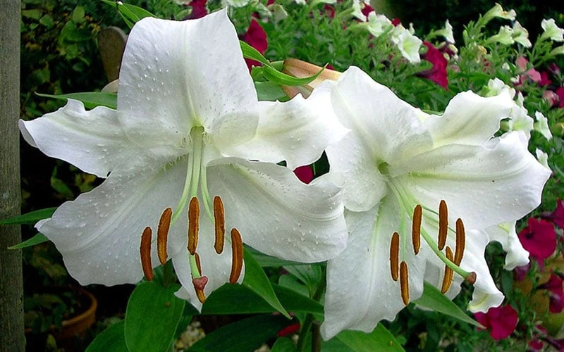 Casablanca Oriental Lily - 1 Gallon Pot - Image 7