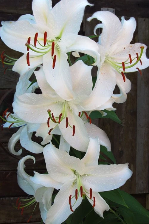 Casablanca Oriental Lily - 1 Gallon Pot - Image 8