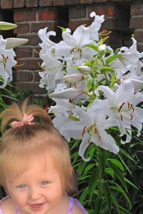 Casablanca Oriental Lily - 1 Gallon Pot - Image 6