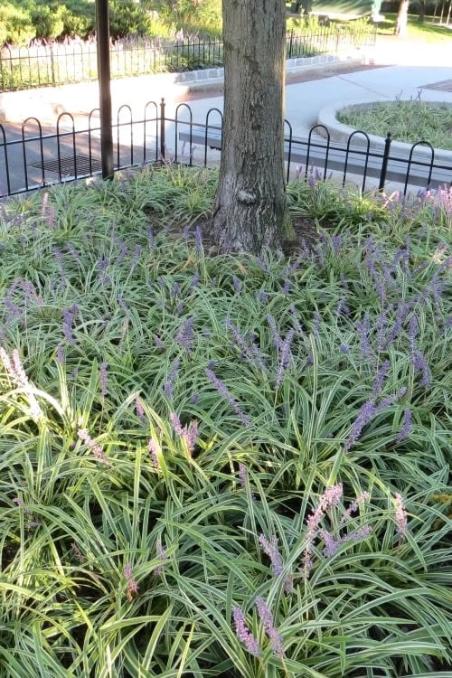 Variegated Liriope - Lilyturf - 72 Pack Of 3.5" Pint Pots - Image 6