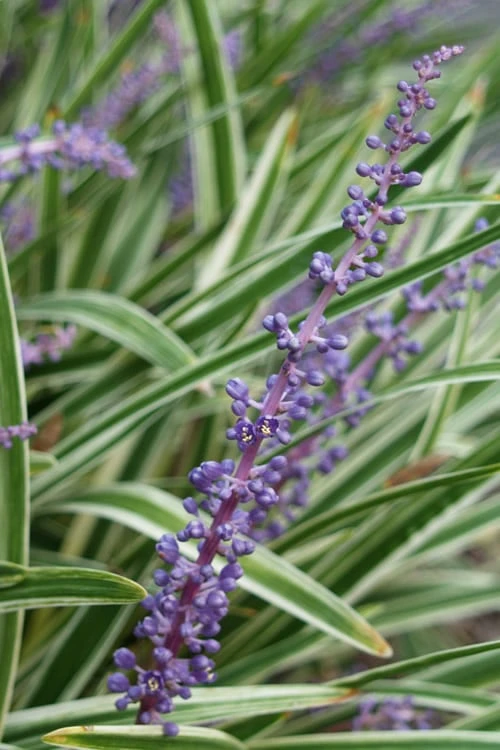 Variegated Liriope - Lilyturf - 72 Pack Of 3.5" Pint Pots - Image 8