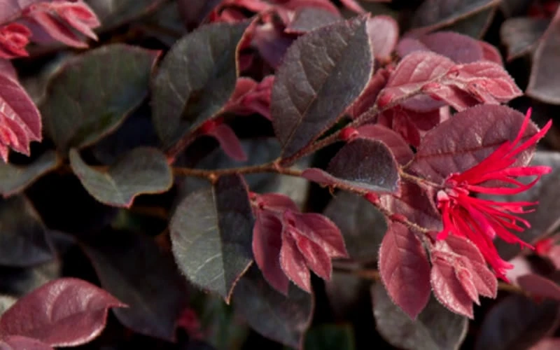 Purple Daydream Dwarf Loropetalum - 1 Gallon Pot - Image 7