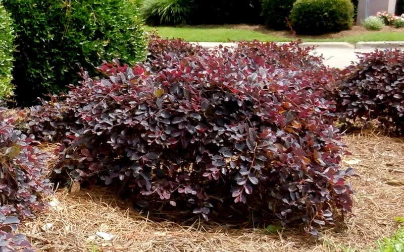 Purple Daydream Dwarf Loropetalum - 1 Gallon Pot - Image 6