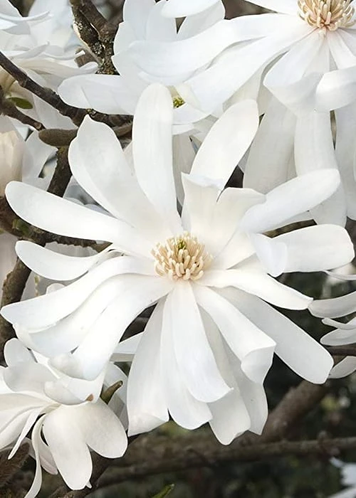 Royal Star Magnolia - 1 Gallon Pot - Image 7