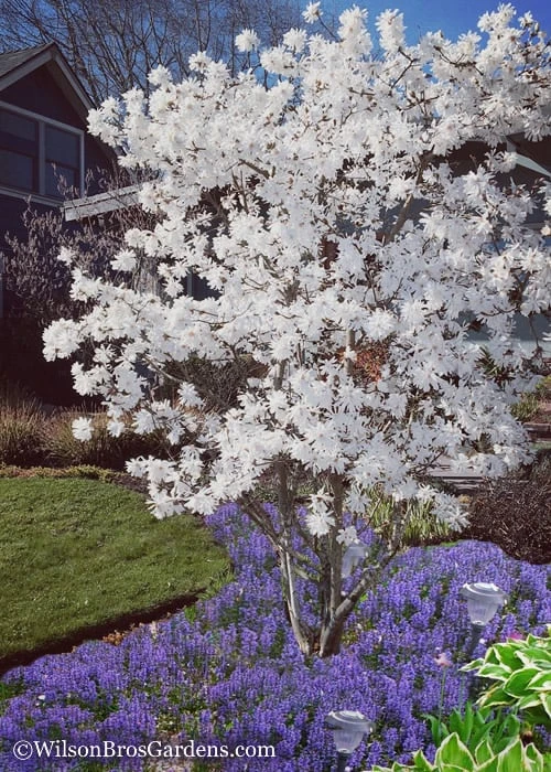 Royal Star Magnolia - 1 Gallon Pot - Image 4