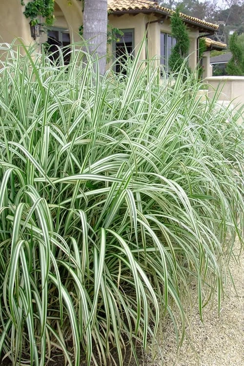 Variegated Maiden Grass - Miscanthus Sinensis 'Variegatus' - 3 Gallon Pot - Image 4