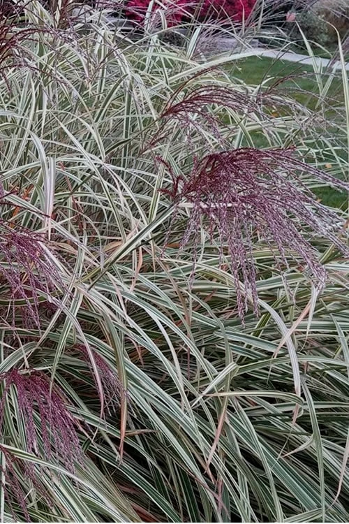 Variegated Maiden Grass - Miscanthus Sinensis 'Variegatus' - 3 Gallon Pot - Image 5