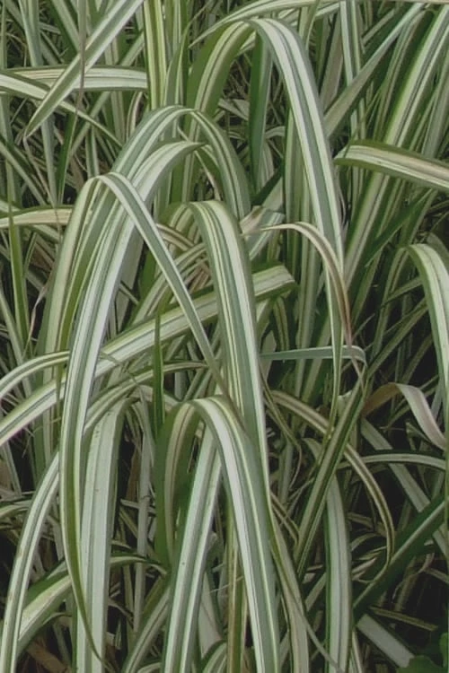 Variegated Maiden Grass - Miscanthus Sinensis 'Variegatus' - 3 Gallon Pot - Image 6
