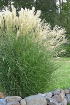 Maiden Grass - Miscanthus Sinensis 'Gracillimus' - 1 Gallon Pot