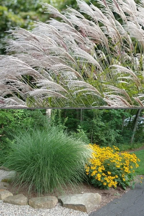 Maiden Grass - Miscanthus Sinensis 'Gracillimus' - 3 Gallon Pot - Image 4