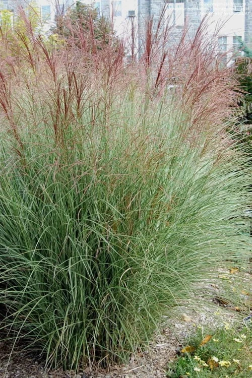 Morning Light Maiden Grass - Miscanthus Sinensis - 1 Gallon Pot - Image 4