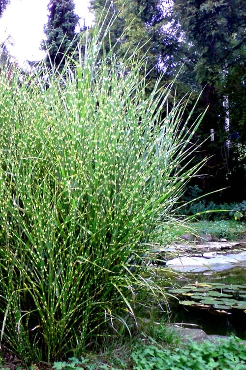 Porcupine Zebra Grass (Miscanthus Sinensis 'Strictus') - 3 Gallon Pot - Image 7