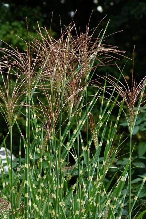 Porcupine Zebra Grass (Miscanthus Sinensis 'Strictus') - 3 Gallon Pot - Image 6