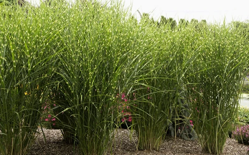 Porcupine Zebra Grass (Miscanthus Sinensis 'Strictus') - 3 Gallon Pot - Image 8