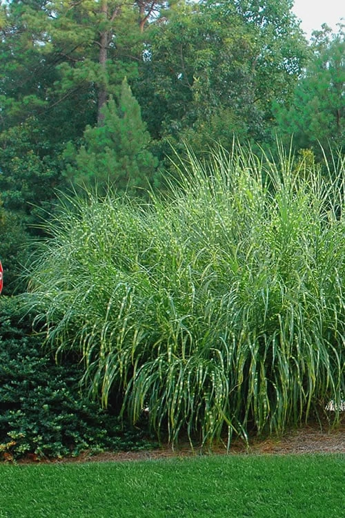Zebra Grass - Miscanthus Sinensis 'Zebrinus' - 3 Gallon Pot - Image 5