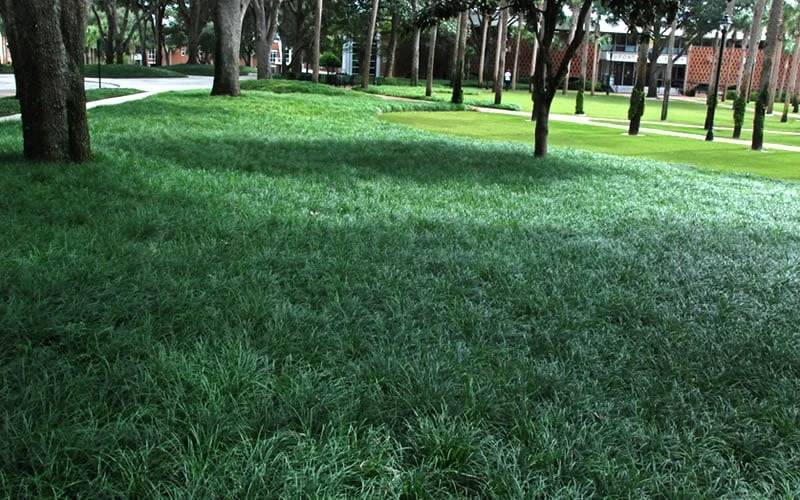 Tall Mondo Grass - 36 Pack Of 3.5" Pint Pots - Image 6