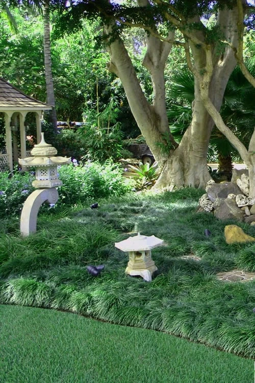 Tall Mondo Grass - 36 Pack Of 3.5" Pint Pots - Image 5