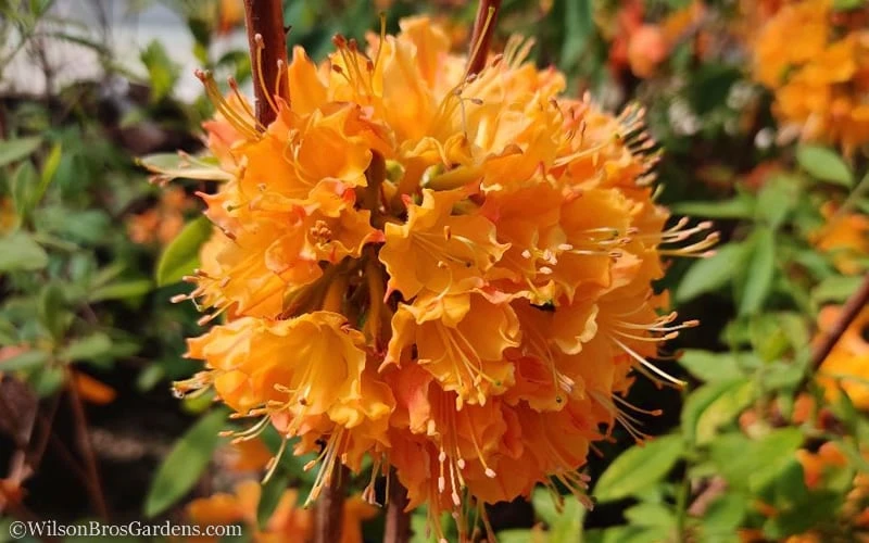 Dons Variegated Native Azalea - Rhododendron - 1 Gallon Pot - Image 5