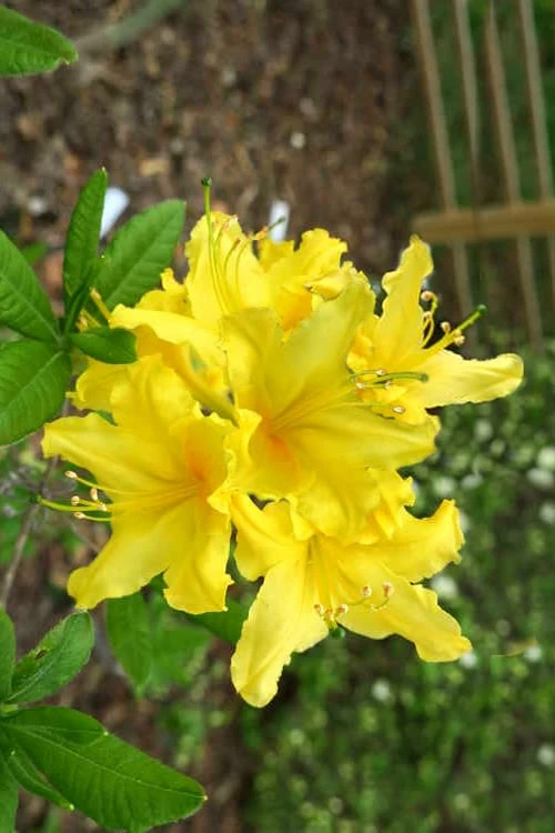 Lemonade Aromi Azalea (Rhododendron Hybrid) - 1 Gallon Pot - Image 4
