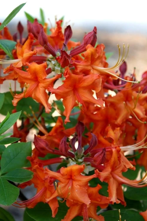 Red Pepper Aromi Azalea (Rhododendron Hybrid) - 1 Gallon Pot