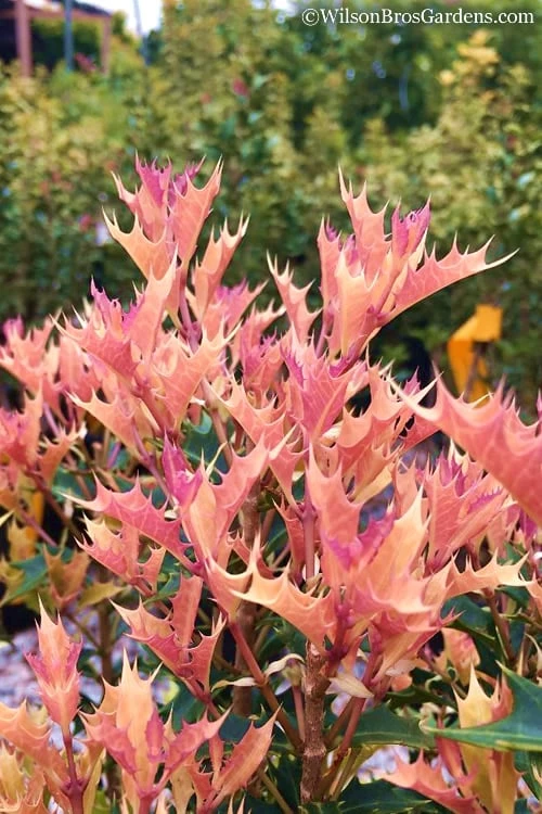 Party Lights Pink Flush Tea Olive - Osmanthus Heterophyllus - 3 Gallon Pot - Image 5