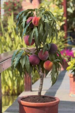 Bonanza Dwarf Patio Peach Tree - 3 Gallon Pot