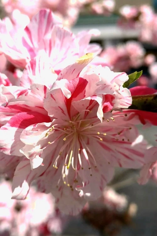 Peppermint Flowering Peach Tree - 5 Gallon Pot - Image 6