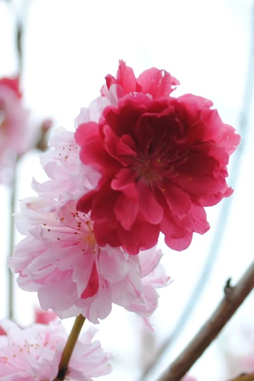 Peppermint Flowering Peach Tree - 5 Gallon Pot - Image 4