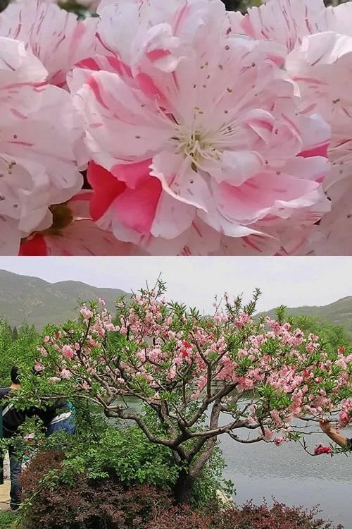 Peppermint Flowering Peach Tree - 5 Gallon Pot - Image 7