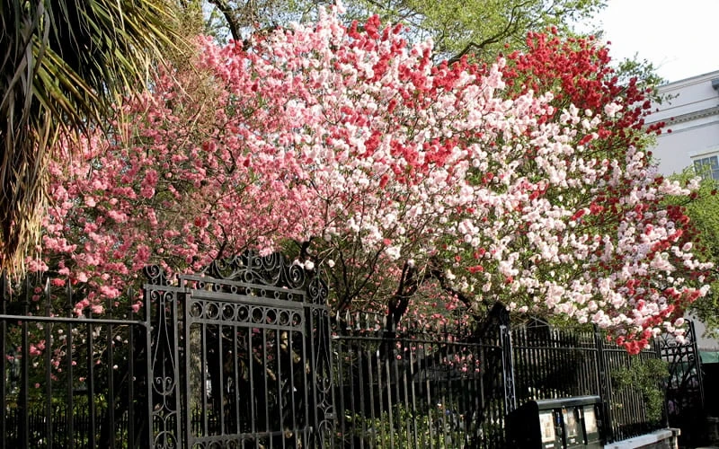 Peppermint Flowering Peach Tree - 5 Gallon Pot - Image 5