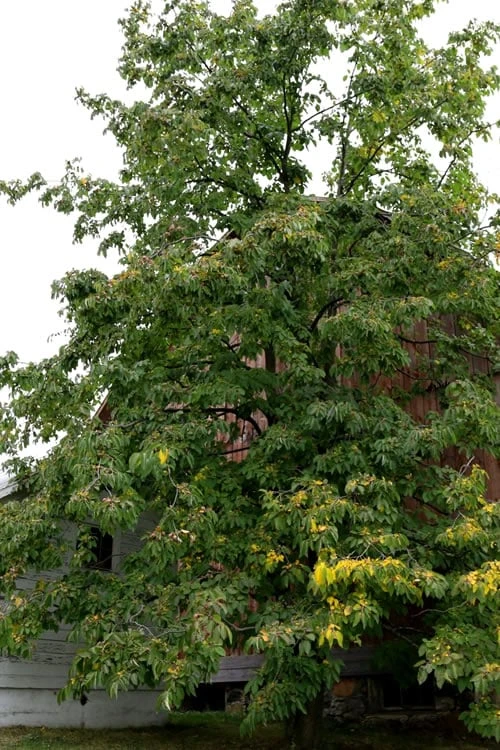 American Persimmon Tree (Diospyros Virginiana) - 3 Pack Of 1.5 Quart Pots - Image 6