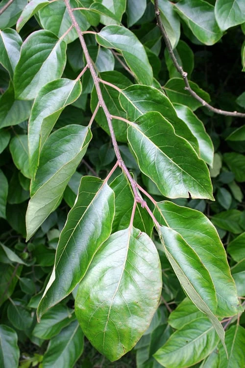 American Persimmon Tree (Diospyros Virginiana) - 3 Pack Of 1.5 Quart Pots - Image 5