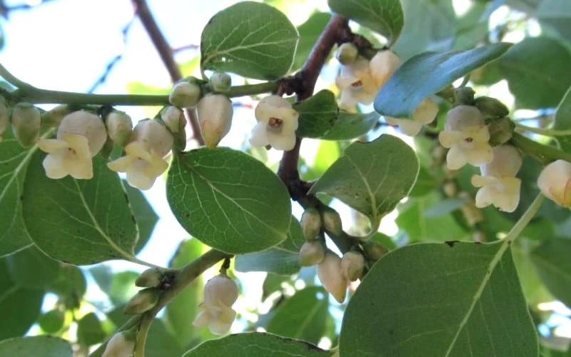 American Persimmon Tree (Diospyros Virginiana) - 3 Pack Of 1.5 Quart Pots - Image 7