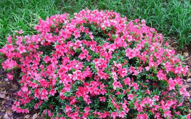 Chinzan Dwarf Azalea - 1 Gallon Pot - Image 4