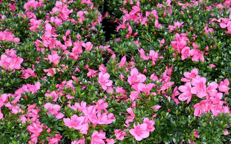 Chinzan Dwarf Azalea - 1 Gallon Pot - Image 7