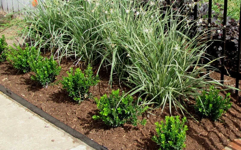 Baby Gem Boxwood - 2 Gallon Pot - Image 5