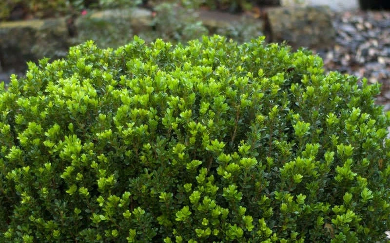 Baby Gem Boxwood - 7 Gallon Pot - Image 7