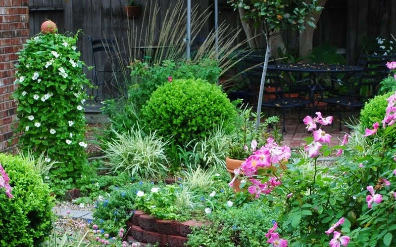 Baby Gem Boxwood - 1 Gallon Pot - Image 8