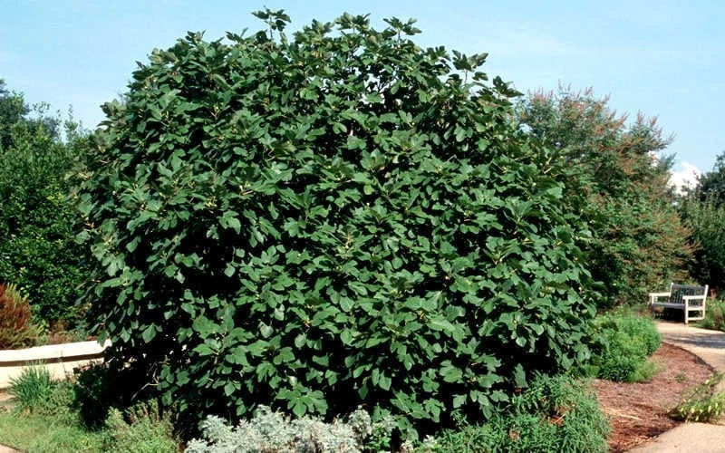 Brown Turkey Fig Tree - 3 Gallon Pot - Image 6