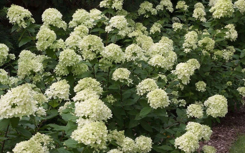 Little Lime Hydrangea - 3 Pack Of Quart Pots - Image 5