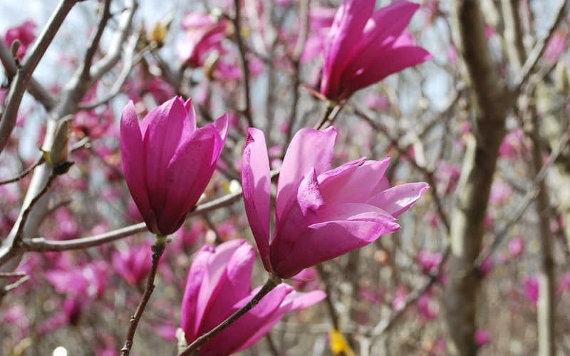 Ann Magnolia Tulip Tree - 5 Gallon Pot - Image 7