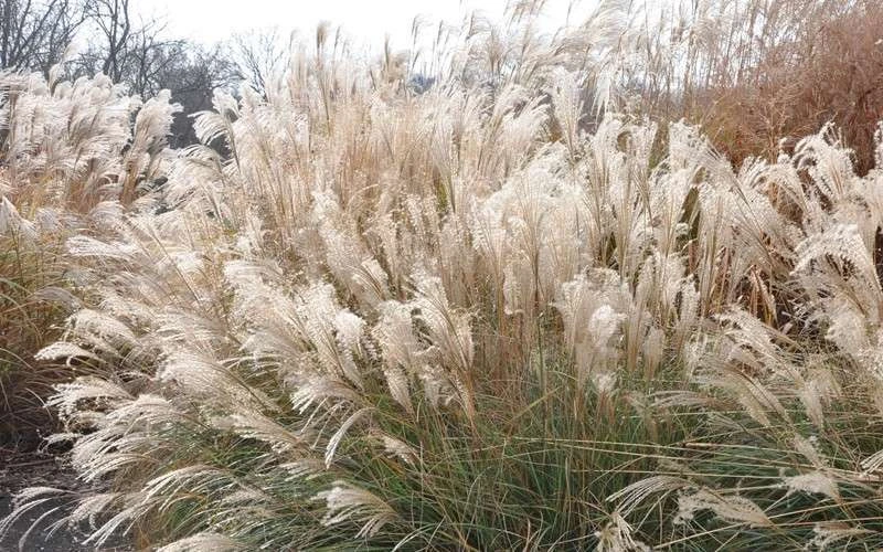 Adagio Dwarf Maiden Grass - Miscanthus Sinensis - 1 Gallon Pot - Image 7