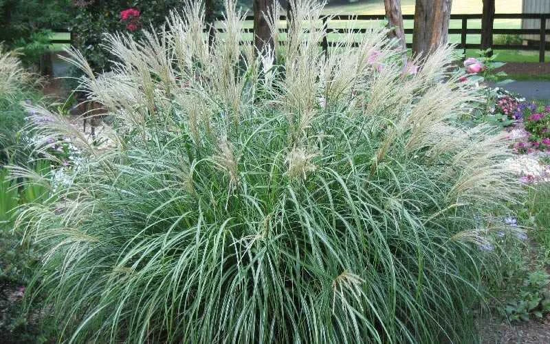 Adagio Dwarf Maiden Grass - Miscanthus Sinensis - 1 Gallon Pot - Image 4