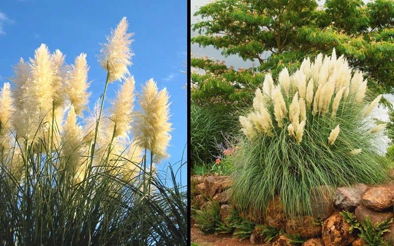 White Pampas Grass - 3 Gallon Pot - Image 6