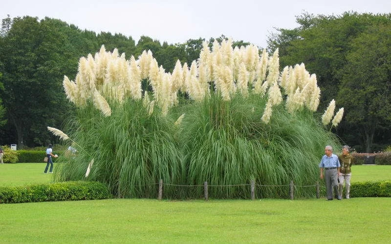 White Pampas Grass - 3 Gallon Pot - Image 4