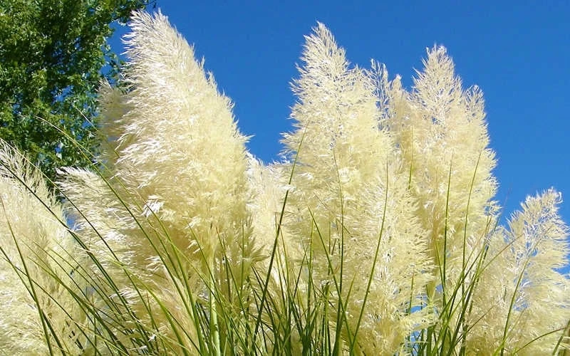 White Pampas Grass - 3 Gallon Pot - Image 5