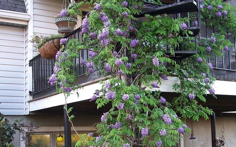 Amethyst Falls Wisteria Vine - 3 Gallon Pot - Image 8
