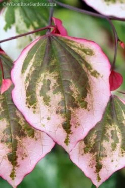 Carolina Sweetheart Eastern Redbud Tree - 5 Gallon Pot