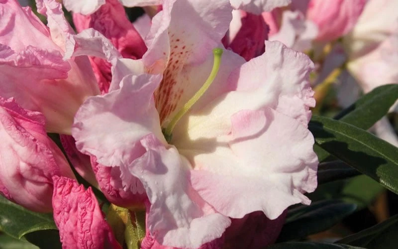 Southgate Breezy Rhododendron- 2 Gallon Pot - Image 4