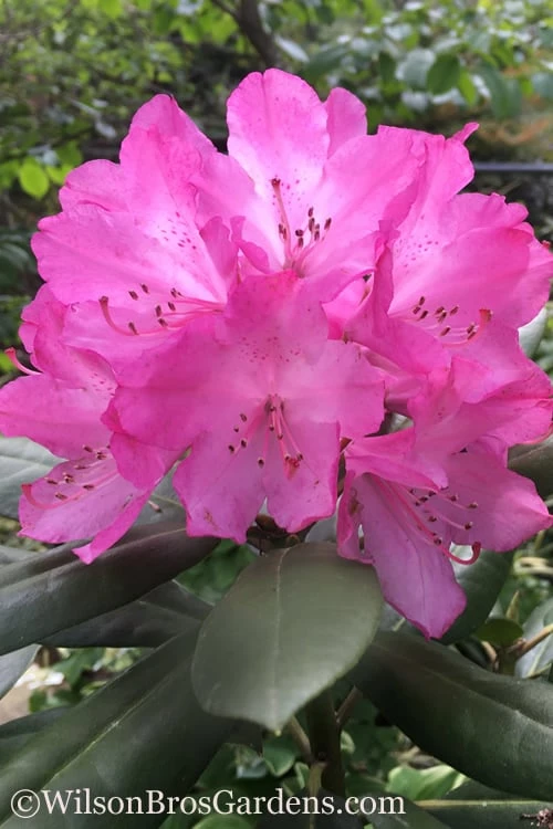 Southgate 'Radiance' Rhododendron - 2 Gallon Pot